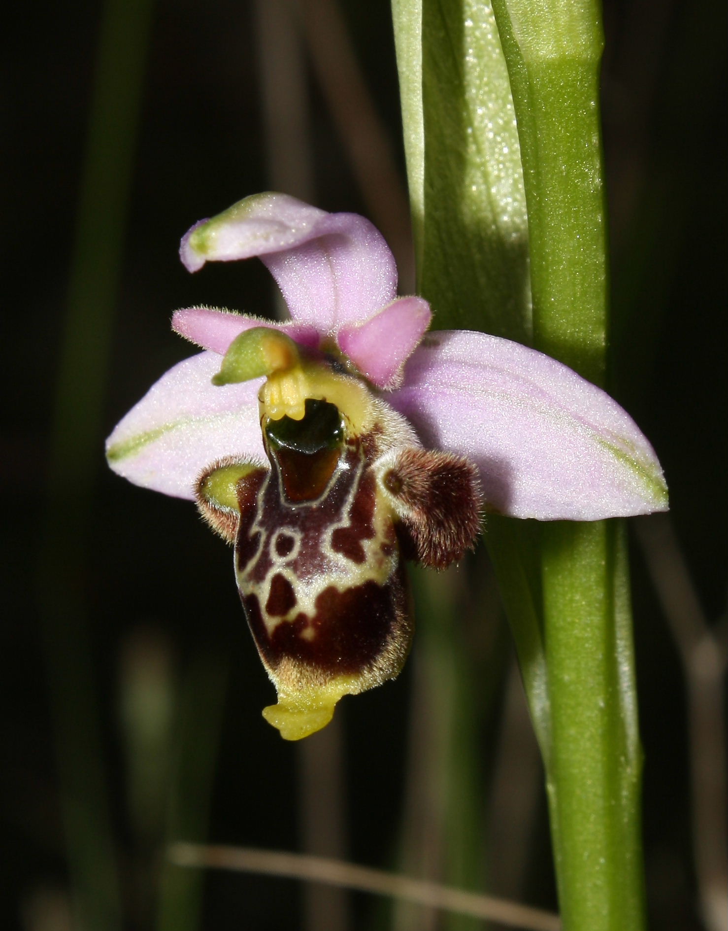 Ophrys fuciflora/holosericea-tetraloniae ???